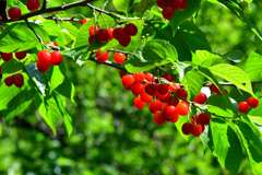 今年も沢山実りました-Ⅱ