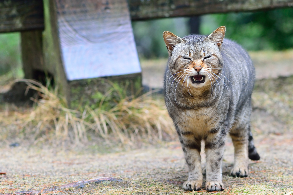 あいあいがさお願いしま～す