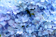 住心院　紫陽花-ⅩⅣ