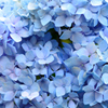住心院　紫陽花-ⅩⅣ