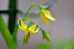 家庭菜園 中トマト