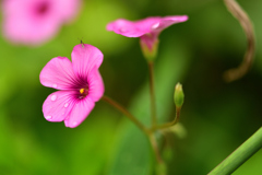 花と小さな虫