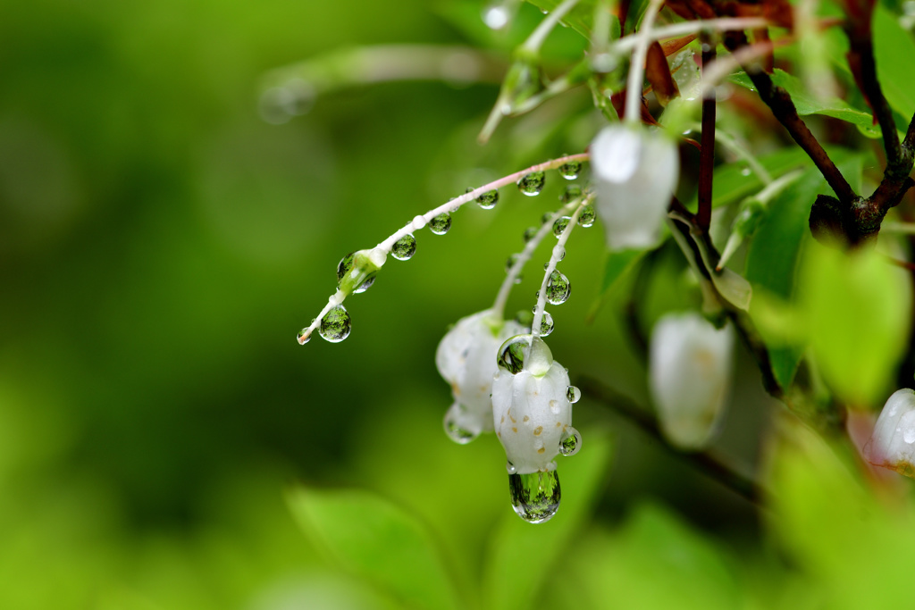 雨上がり-Ⅷ