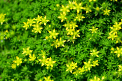 小さな花　