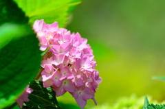 紫陽花-Ⅱ