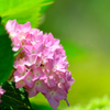 紫陽花-Ⅱ