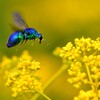 幸せを呼ぶ青い蜂オオセイボウ-Ⅲ