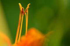 華麗