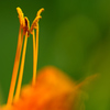 華麗
