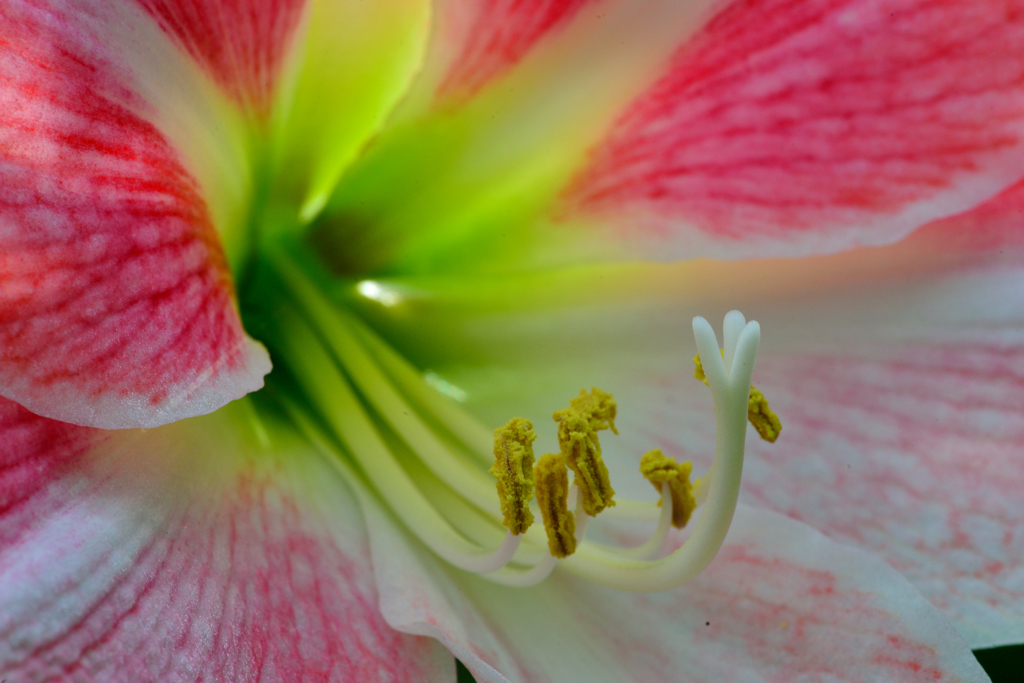 おしべとめしべ-Ⅲ