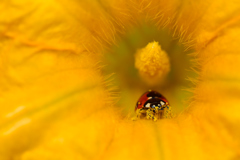 てんとう虫とカボチャの花