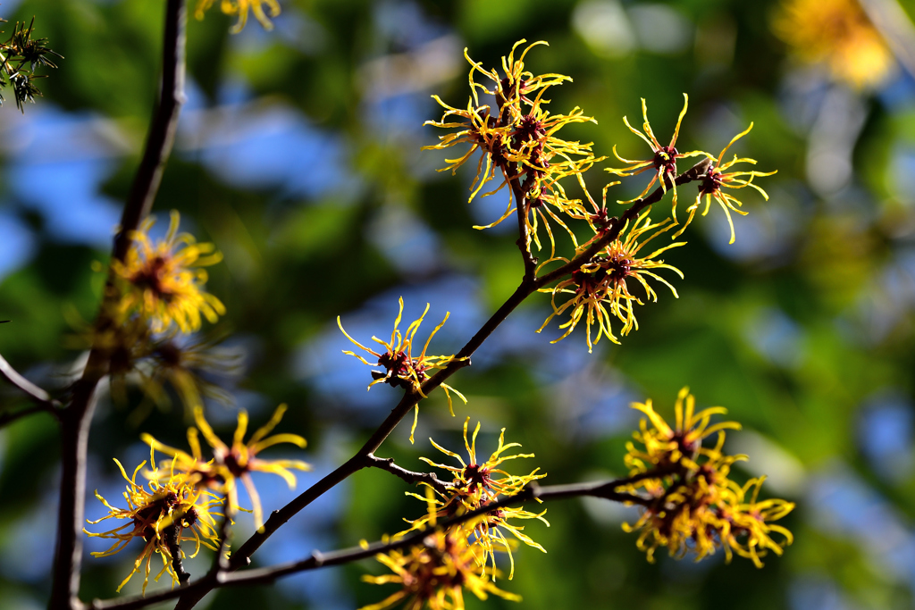 witch hazel