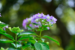 紫陽花-Ⅰ