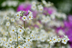 春の花たち-Ⅸ