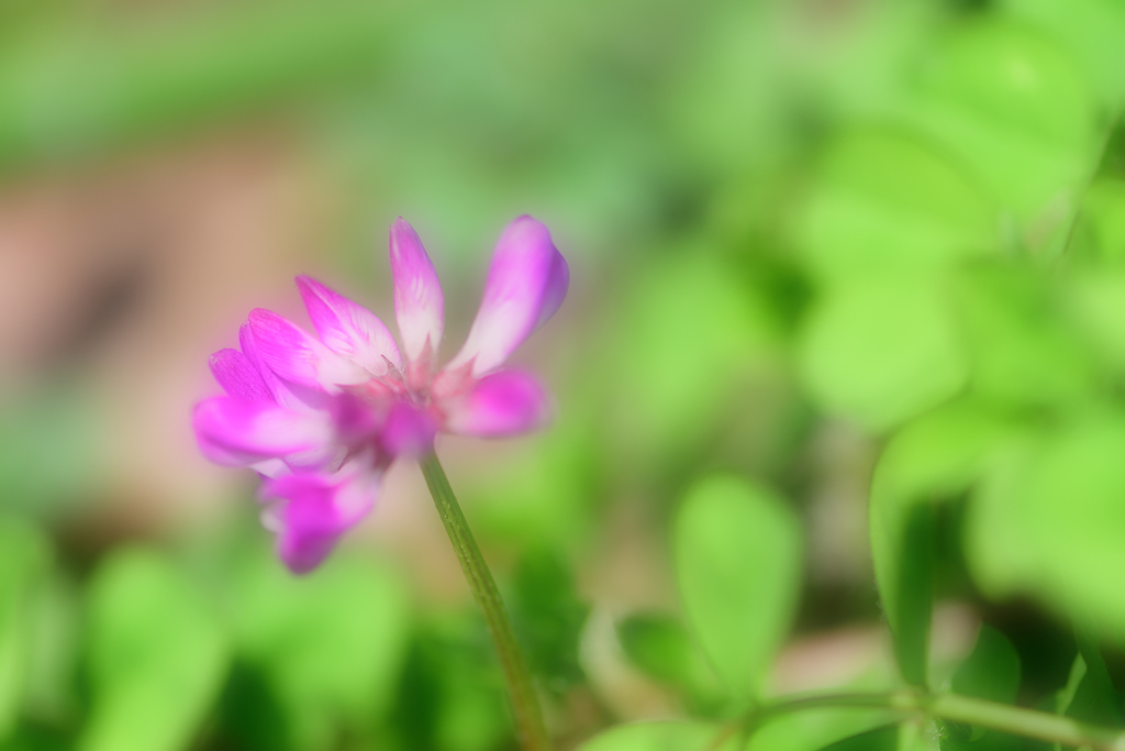 ぶらり散歩道-Ⅱ