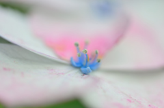 紫陽花-Ⅲ