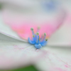 紫陽花-Ⅲ