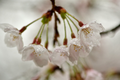 桜雨