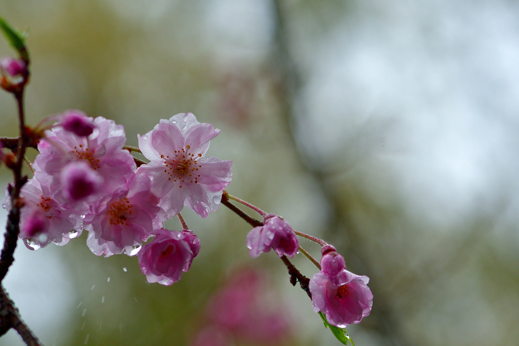 春の雨