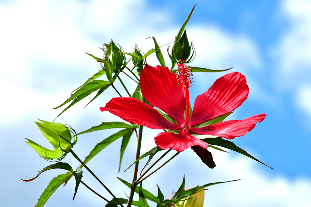 夏の花-Ⅱ