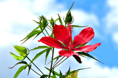 夏の花-Ⅱ