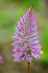 花とバッタ－Ⅰ