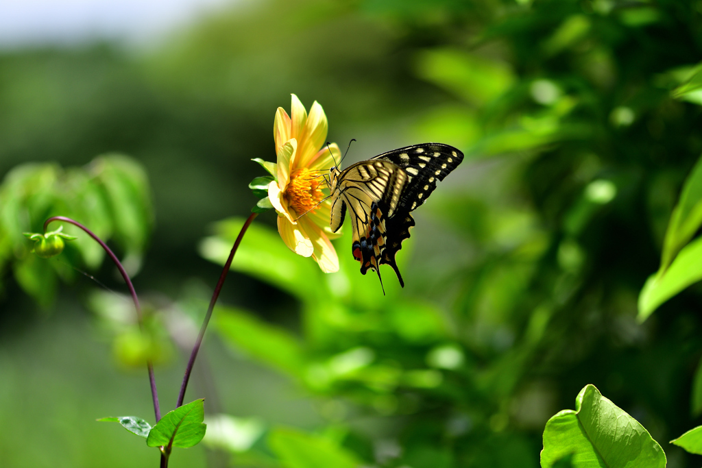 次はどの花に