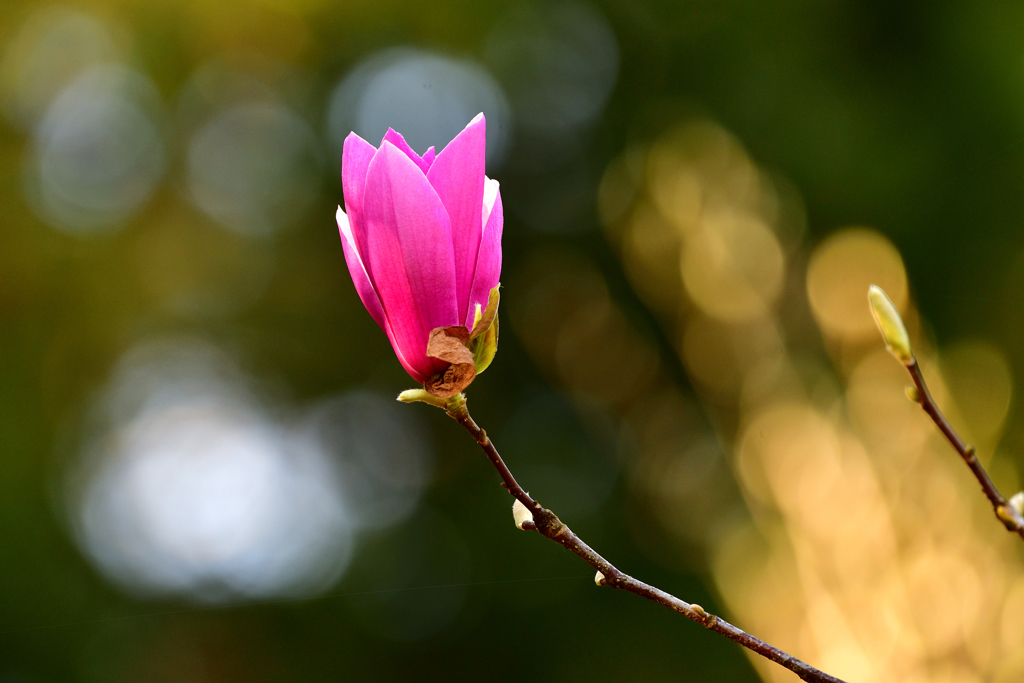 love of nature  