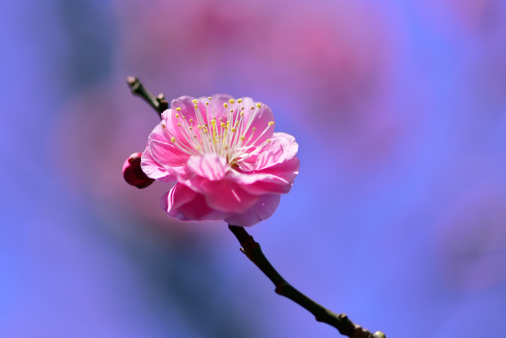 Plum is in full bloom-Ⅰ　 