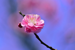 Plum is in full bloom-Ⅰ　 
