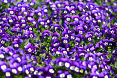 春の花たち-XXV