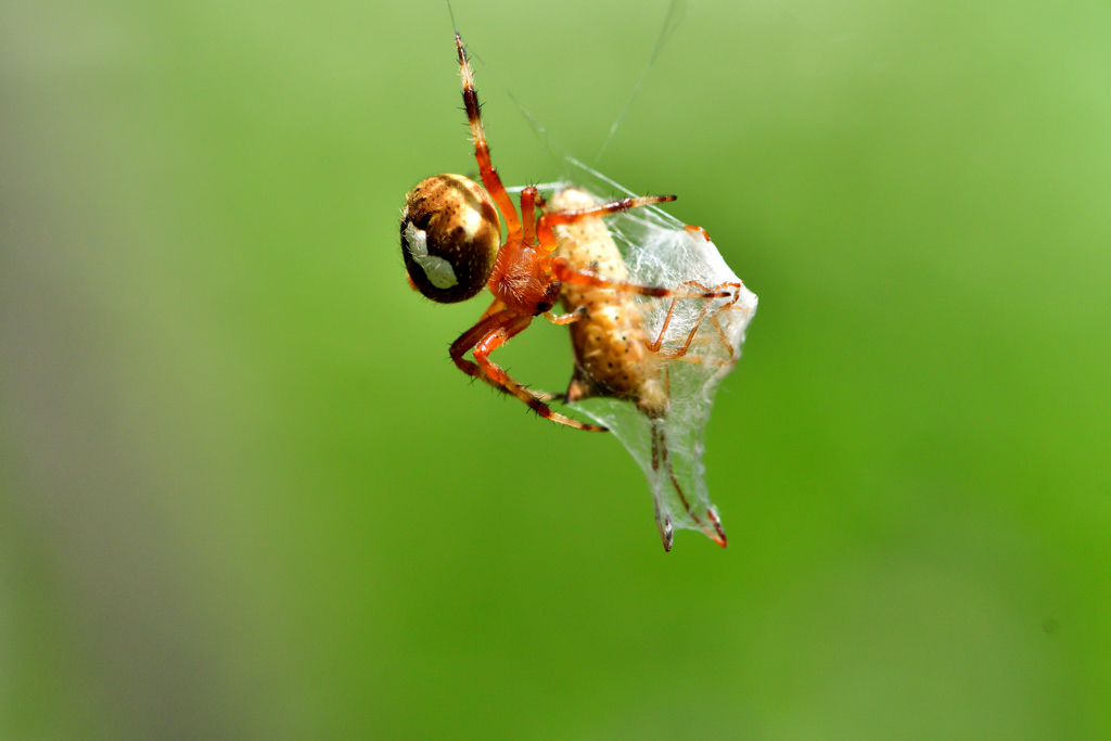 Spider