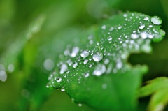 雨上がり