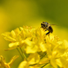 ミツバチミツバチと菜の花畑ｰⅦ