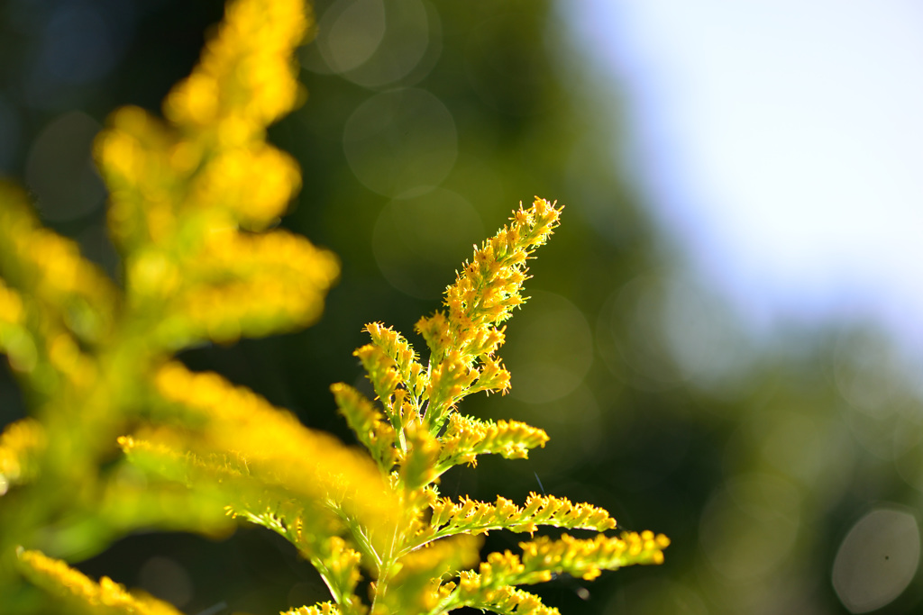 最強の敵（花粉）現る