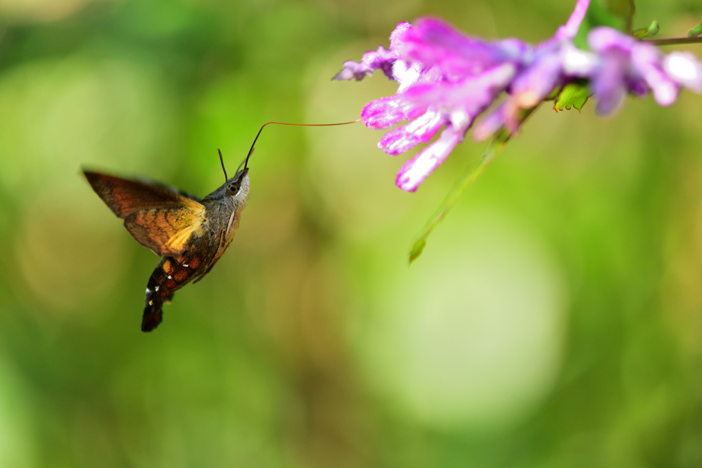 久しぶりの日本晴れ-Ⅳ