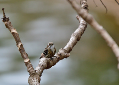 Japanese Pygmy WoodpeckerーⅡ