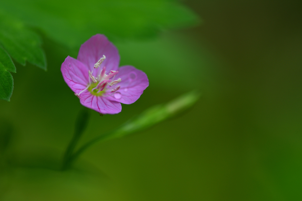 恥ずかしがり屋 