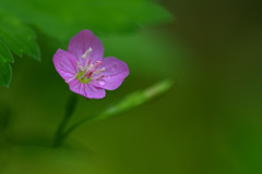 恥ずかしがり屋 
