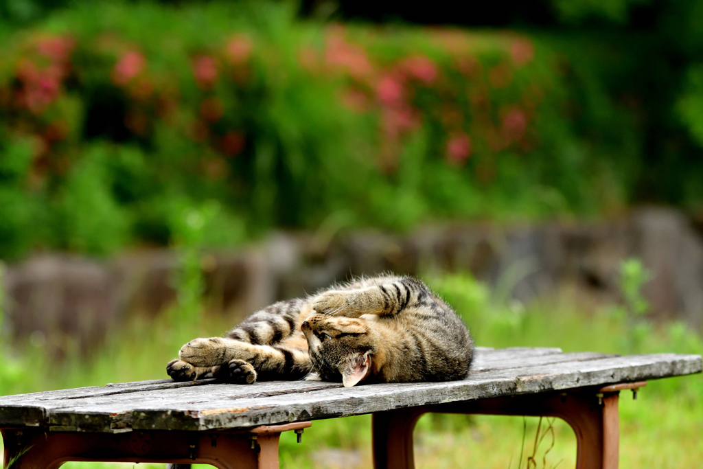 暇なニャンコ-Ⅳ