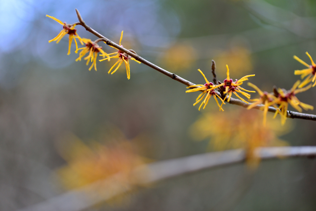 spring scene-Ⅱ