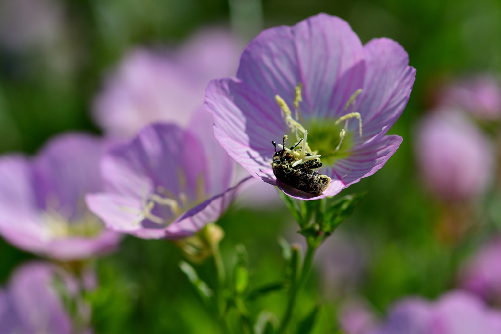 ヒルザキツキミソウ-Ⅲ