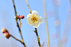 春を見つけに