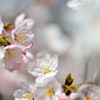 桜に誘われて-Ⅵ