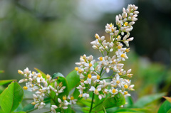 南天の花言葉　愛情は増すばかり