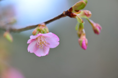 桜が咲いていた-Ⅰ