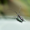 害虫フロントガラスに飛来