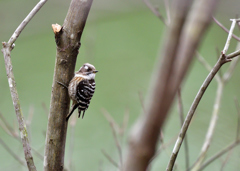 Japanese Pygmy Woodpecker-Ⅲ