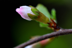 我が家の山桜桃梅-Ⅱ