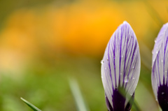 spring scene-Ⅵ